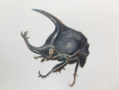 9、蜡性彩铅画法甲壳虫