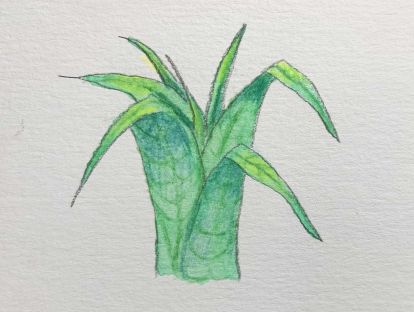 13、水溶性彩铅-一棵小草