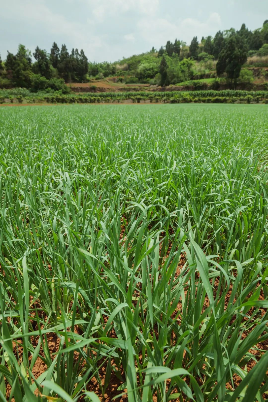 图片[2]-今日主推 | 有机大麦苗青汁粉&有机八珍粉 2024年12月2日中午12点-远方好物 - 有机食品与健康生活专家