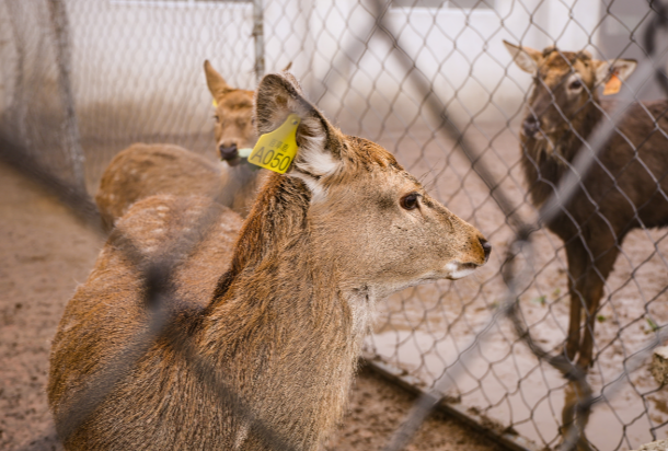 图片[5]-今日主推 | 新麓牌冻干鹿血粉胶囊 2024年11月29日中午12点-远方好物 - 有机食品与健康生活专家