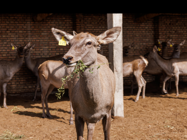图片[8]-今日主推 | 新麓牌冻干鹿血粉胶囊 2024年11月29日中午12点-远方好物 - 有机食品与健康生活专家