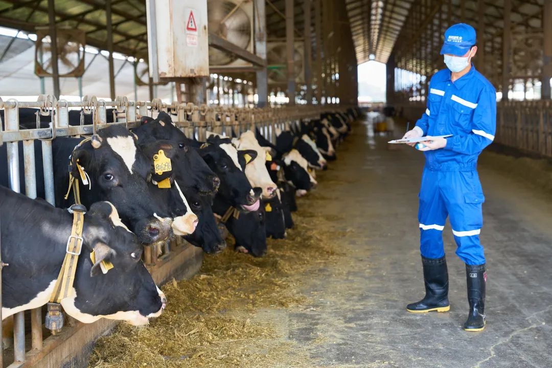 图片[7]-今日主推 | 云南风景纯牛奶 2024年11月25日中午12点-远方好物 - 有机食品与健康生活专家