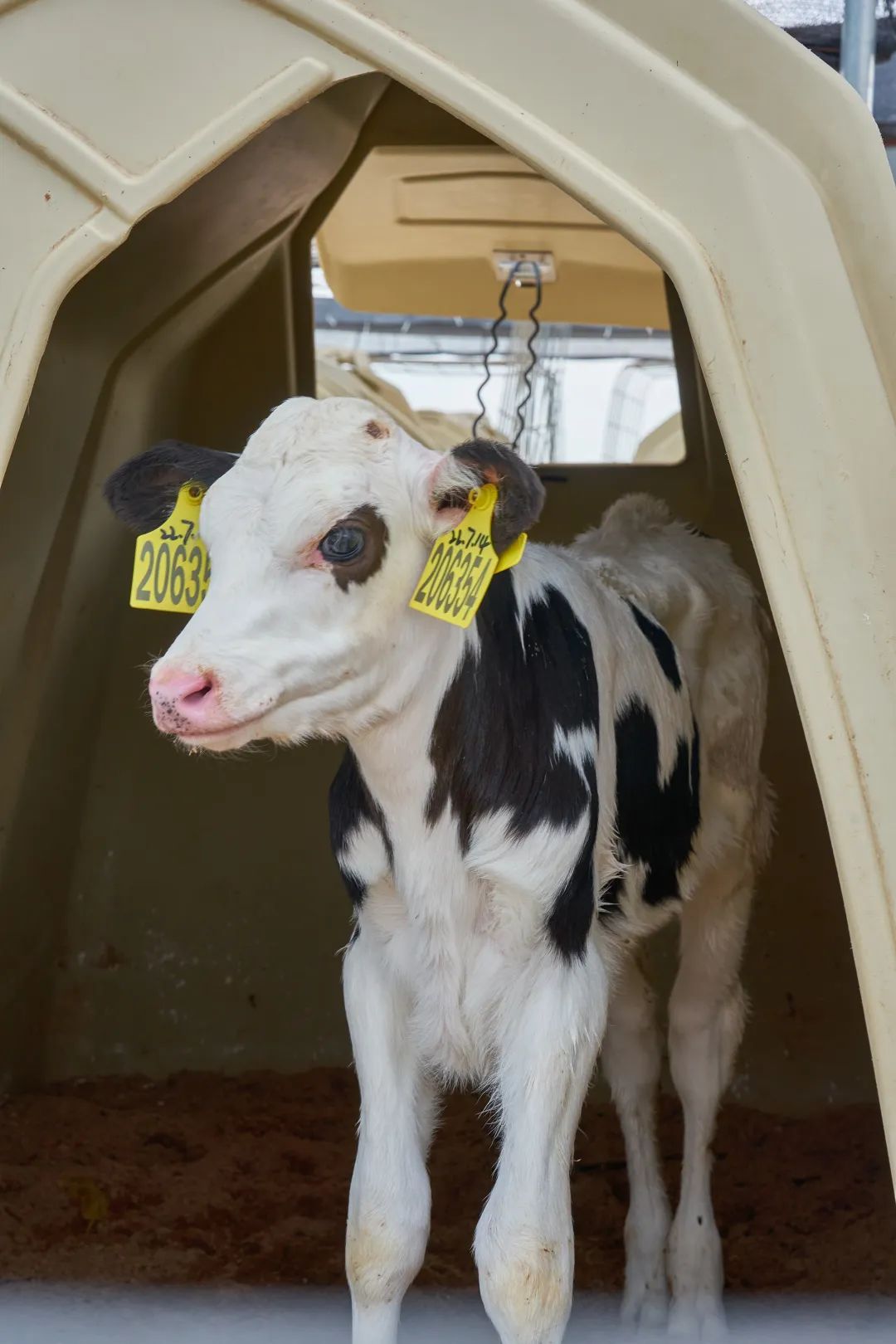 图片[9]-今日主推 | 云南风景纯牛奶 2024年11月25日中午12点-远方好物 - 有机食品与健康生活专家