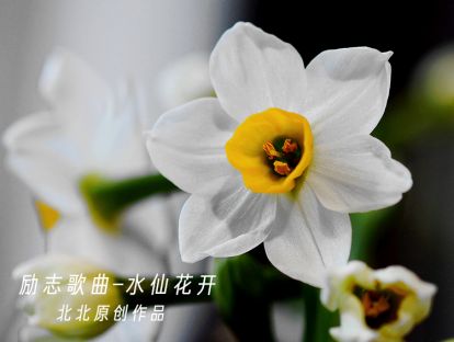 北北原创励志歌曲-水仙花开