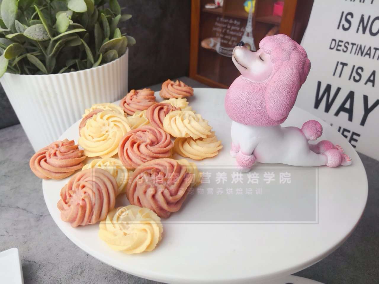 宠物曲奇自制 | 景小俏宠物营养烘焙系列网络课