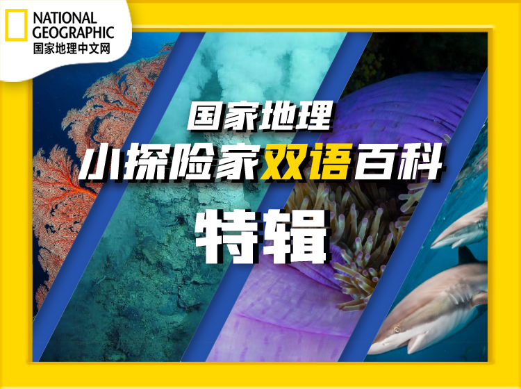 国家地理：小探险家双语百科特辑