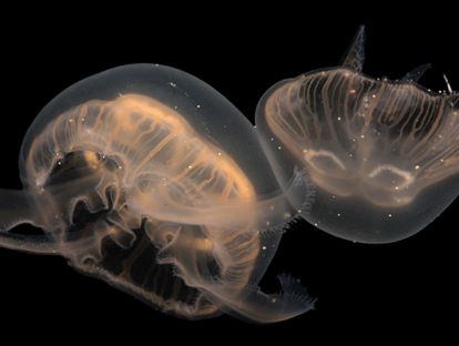 2.英语音频：水母丨Jellyfish