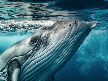8.英语音频：座头鲸丨Humpback Whale