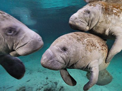 20.英语音频：儒艮丨Dugong