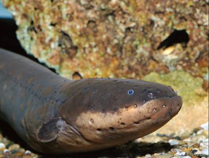 17.英语音频：电鳗丨Electric Eel