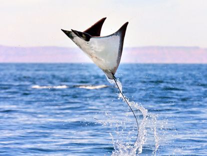 23.英语音频：蝠鲼丨Mobula Ray