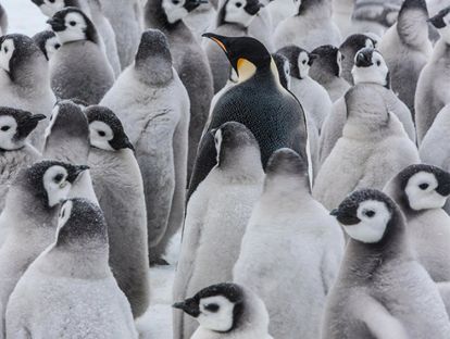 29.英语音频：帝企鹅丨Emperor Penguin