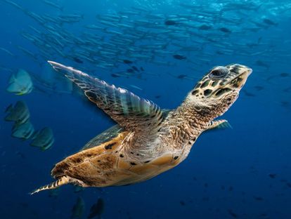 14.英语音频：海龟丨Sea Turtle