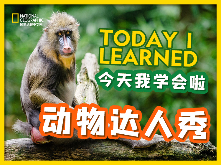 今天我学会啦之动物达人秀