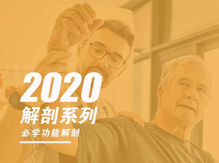 【4S康复系列】2020必学解剖系列｜4S功能解剖以面带点轻松学