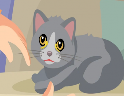 第28节：猫咪常见眼疾自查攻略，1秒判断猫咪眼睛是否生病！