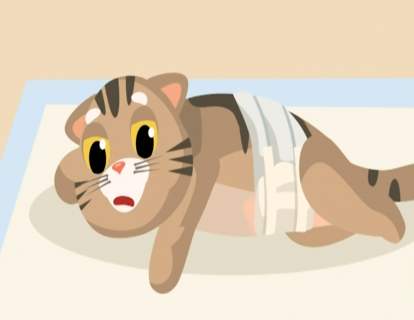 第26节：猫咪要不要绝育？搞清这些问题，答案就有了！