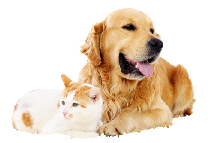 如何让猫狗少生病,宠主的34节必修课(音频+图文专栏)