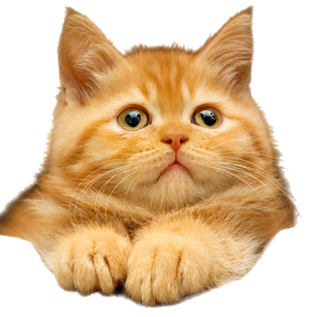 如何让猫狗少生病,宠主的34节必修课(音频+图文专栏)
