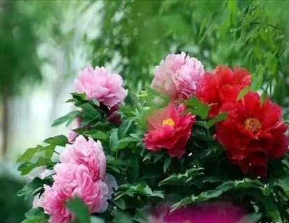 【亲子冥想】牡丹花园，绽放身心