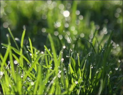 【亲子冥想】雨后草地，晶莹剔透