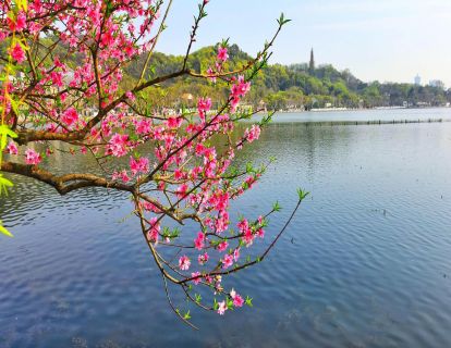 【亲子冥想】婀娜多姿，春天西湖