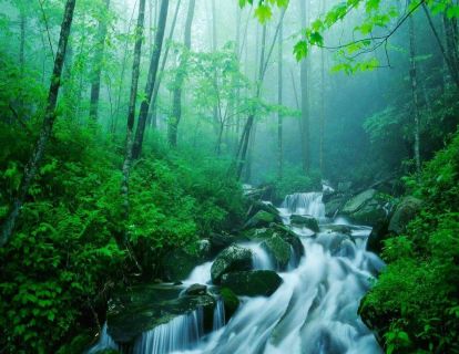 【亲子冥想】热带雨林，清澈洗涤