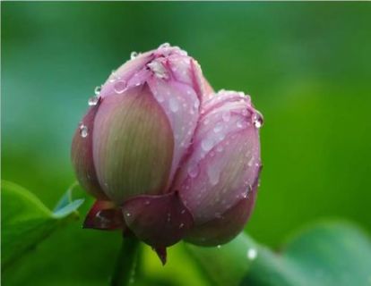 【亲子冥想】荷花池边，尽享清新
