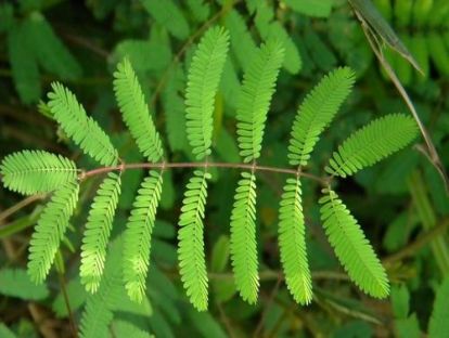 第4讲：植物界也有气象预报员