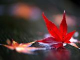 一、《森田到底说了什么？