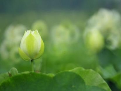 负面情绪转化冥想