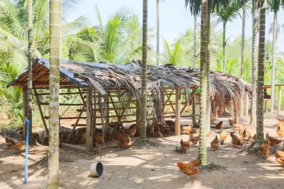 图片[3]-今日主推｜海南椰子鸡套装 2024年11月12日中午12点-远方好物 - 有机食品与健康生活专家