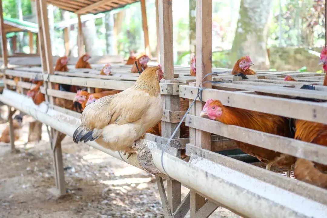 图片[4]-今日主推｜海南椰子鸡套装 2024年11月12日中午12点-远方好物 - 有机食品与健康生活专家