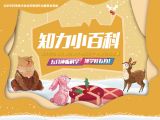 为什么小鸟不会迷路？