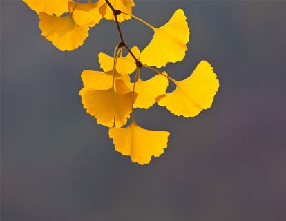 《中医哲学基础》第一讲：中医学的整体观