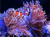 科学故事《守株待兔的海葵》