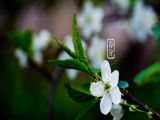 二十四节气——春分