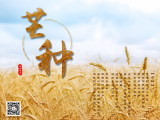 小满与芒种：麦熟多湿热，瓜片更宜人