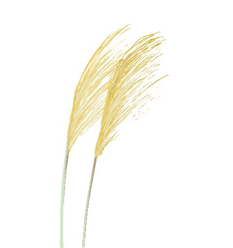 田野音乐会(图1)