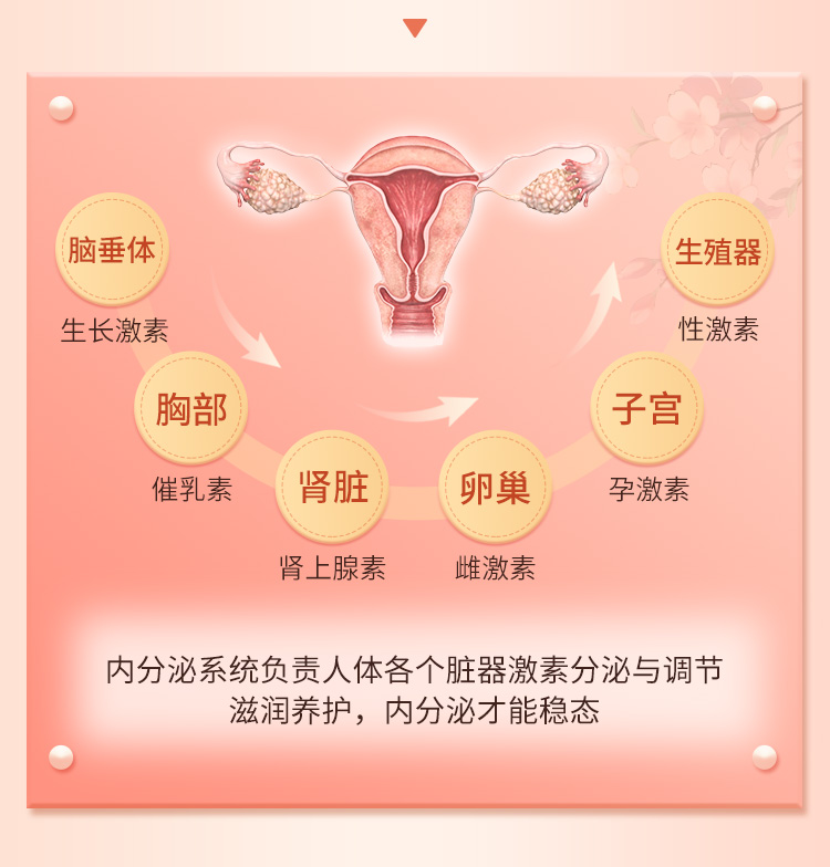 内分泌调养阴瑜伽：19节成品序列，滋养脏腑、活化气血