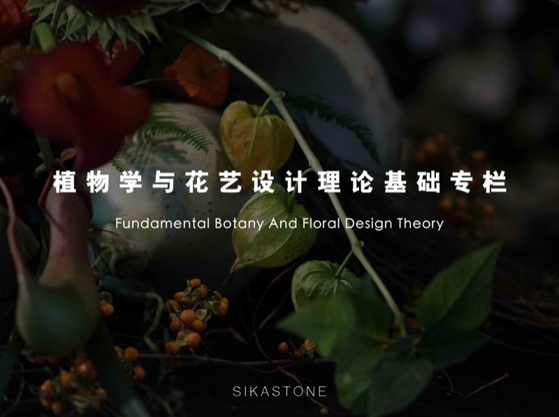 鹿石杂志-植物学与花艺设计理论基础专栏-Fundamental Botany And Floral Design Theory