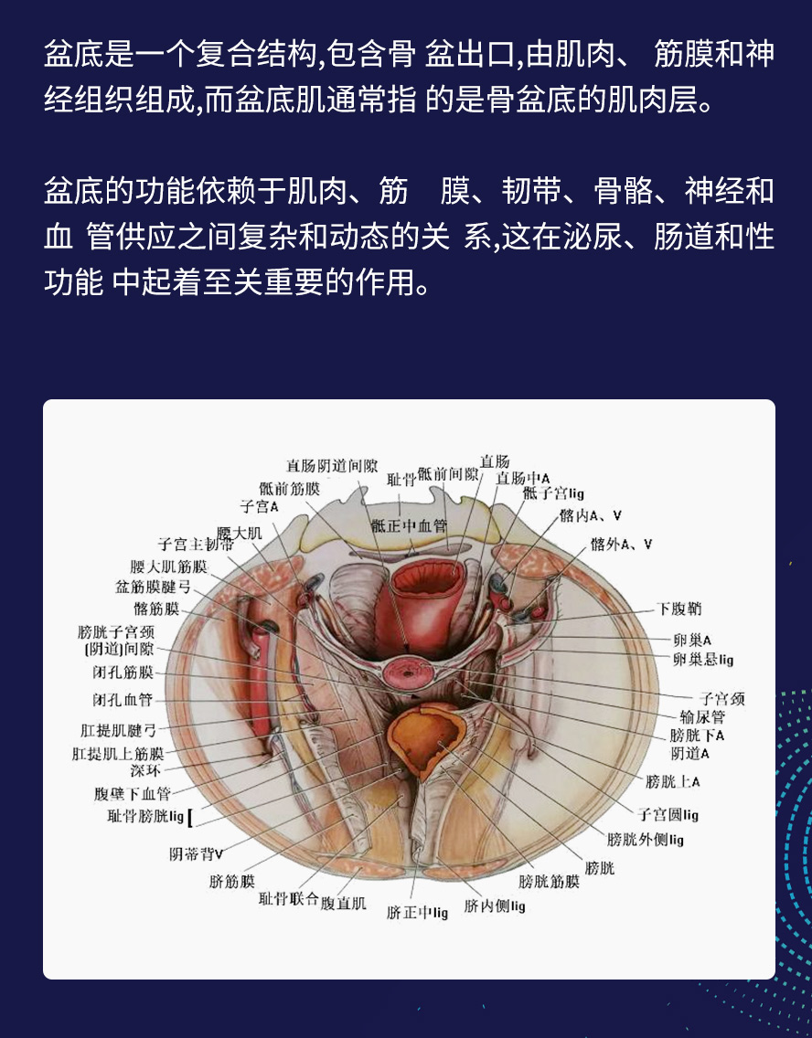 骨盆带&盆底产后整体评估与治疗