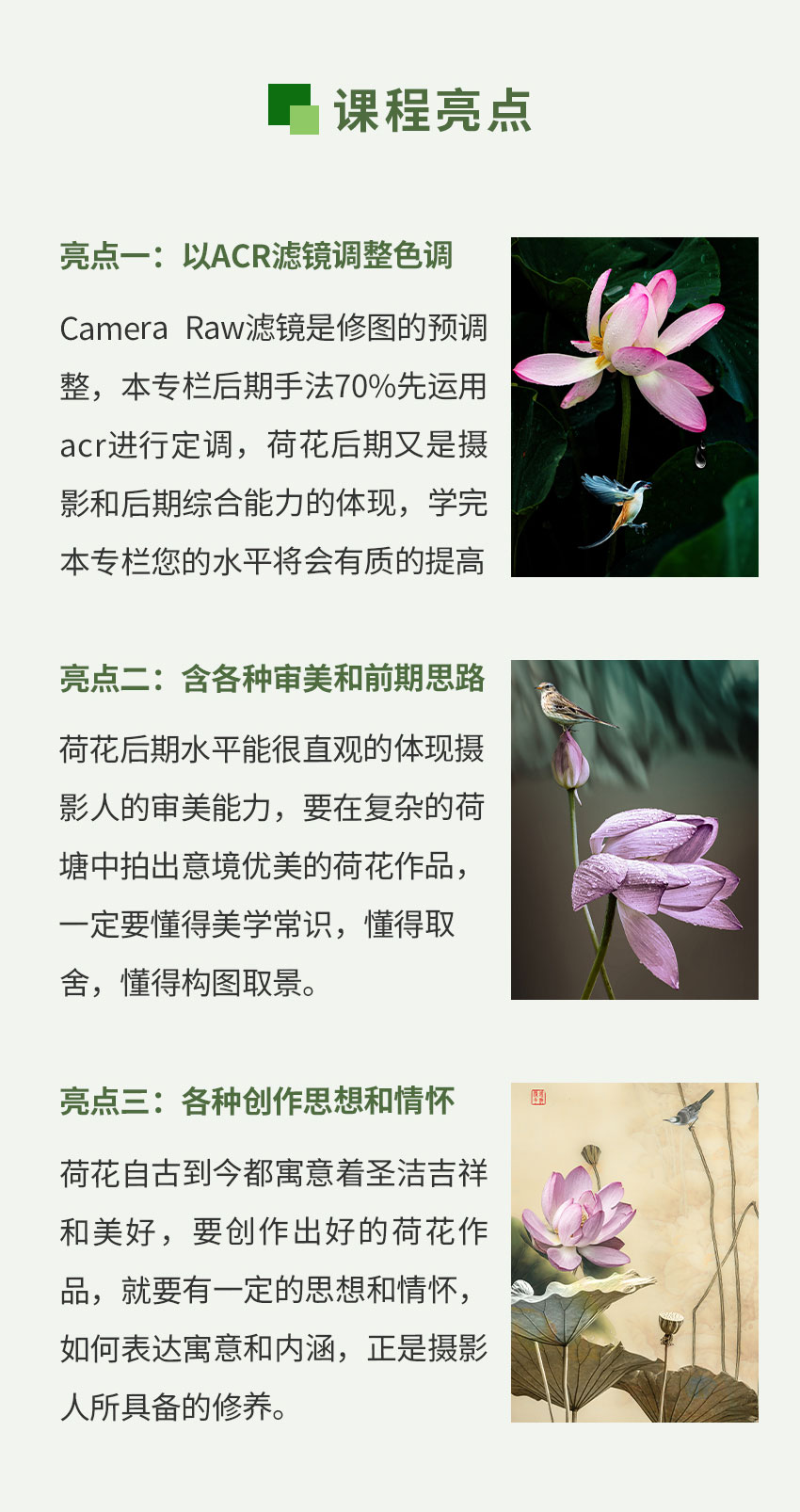 创意荷花后期  