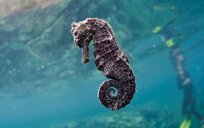 动物星球第47课最佳奶爸是谁海马