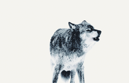 狼的动态壁纸带声音图片