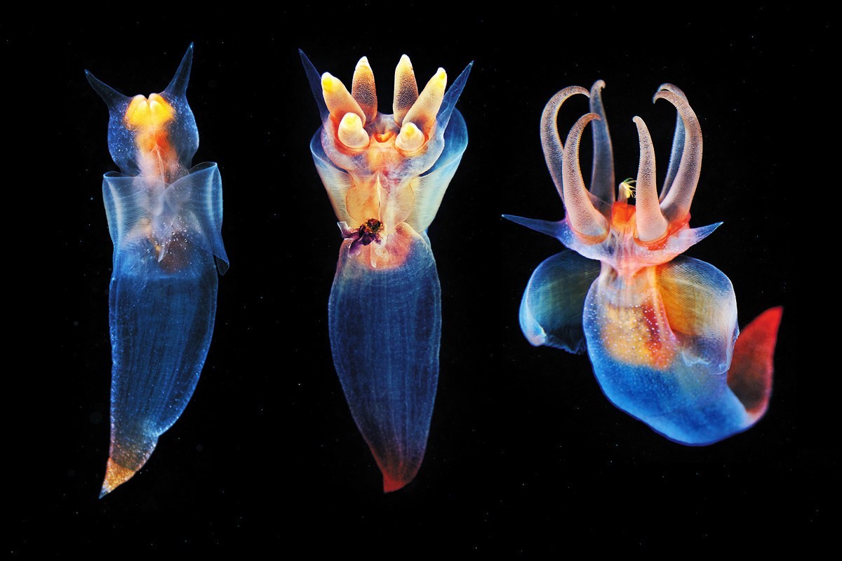 它不是水母也不是萤火虫,属于软体动物,来自北极深海流及,在日本