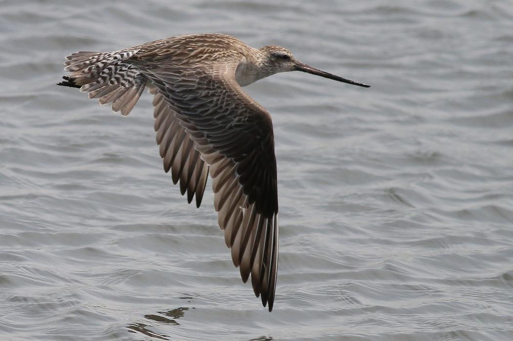 动物星球第1课:飞行马拉松之冠 ——斑尾塍鹬