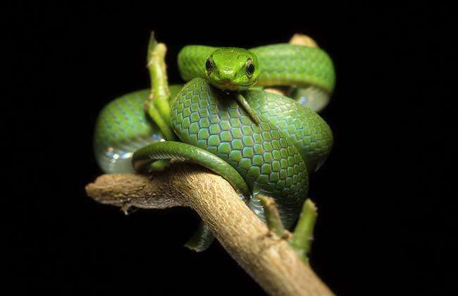 动物星球第11课:翠翠的自我疗伤——翠青蛇