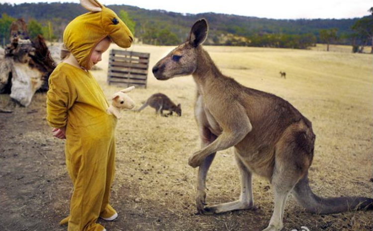 环球旅行第35站(澳大利亚2):人与动物和谐相处天堂