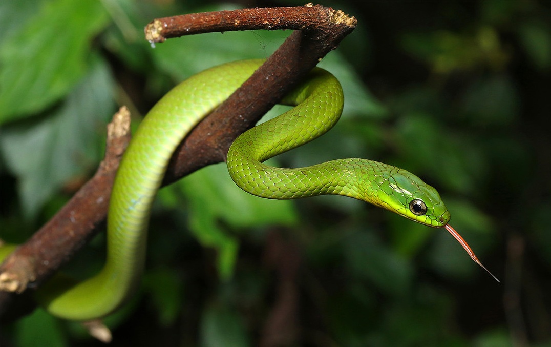 动物星球第11课:翠翠的自我疗伤——翠青蛇